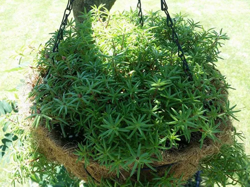 Vị trí đón ánh sáng tốt nhất để chăm sóc hoa sam nở nhiều