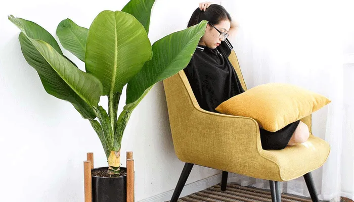 Vị trí phong thủy đặt cây Đại Phú Gia trong nhà ở hướng Đông hoặc Đông Nam