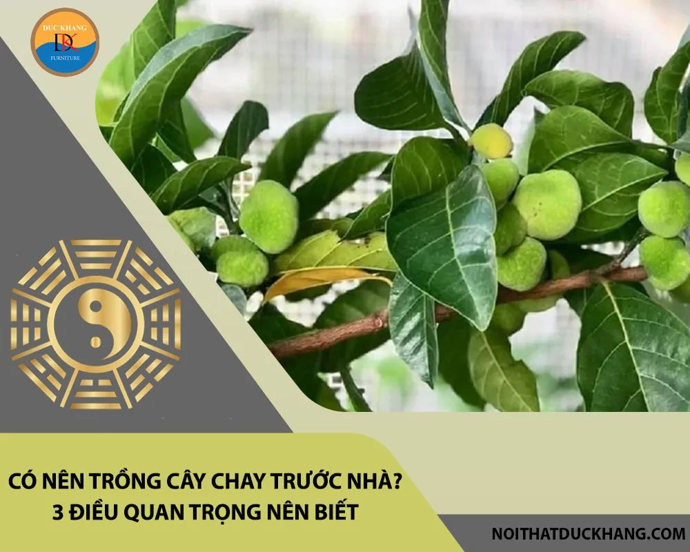 Vị trí trồng cây chay trước nhà cần đảm bảo khoảng cách an toàn, tránh ảnh hưởng đến móng và luồng khí vào