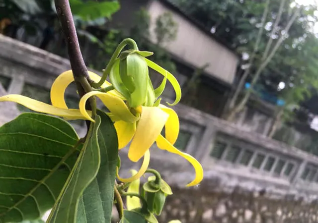 Vị trí trồng cây Hoàng Lan hợp phong thủy