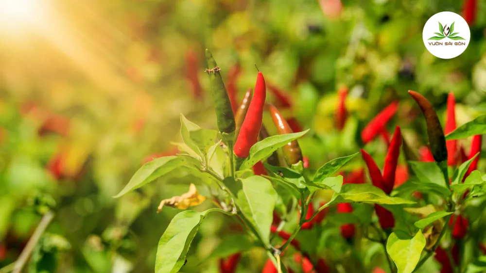 Vị trí trồng cây ớt cần được chiếu sáng tối thiểu 6 giờ mỗi ngày để cây phát triển khỏe mạnh