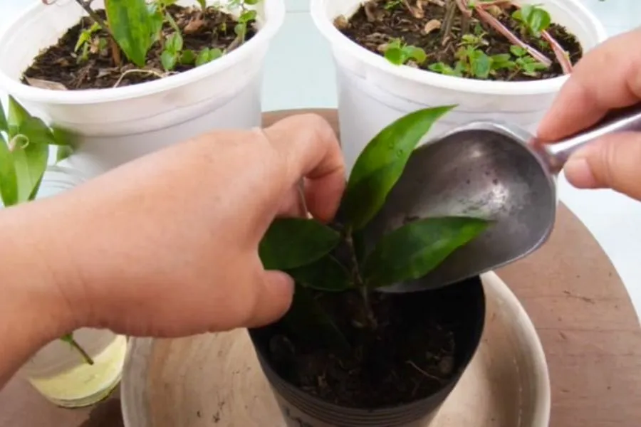 Việc cắt tỉa cành lá cho cây trúc có thể được thực hiện để giữ cho cây luôn trong tình trạng tươi tốt và hình dáng đẹp hơn.