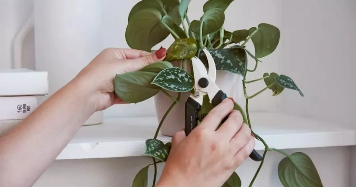 Việc cắt tỉa đúng kỹ thuật giúp cây thông thoáng, hạn chế bệnh và tăng cường sinh khí cho người mệnh Thổ