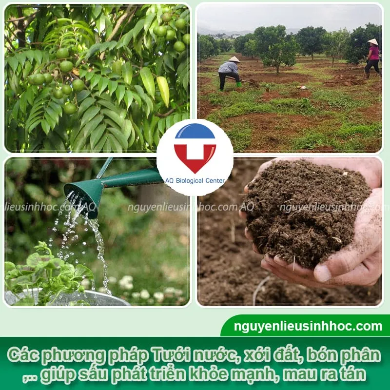 Việc chăm sóc thường xuyên giúp cây sấu sinh trưởng và phát triển mạnh mẽ