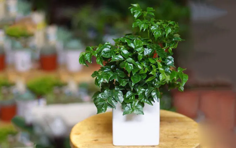 Việc trồng và chăm sóc cây hạnh phúc vô cùng dễ dàng