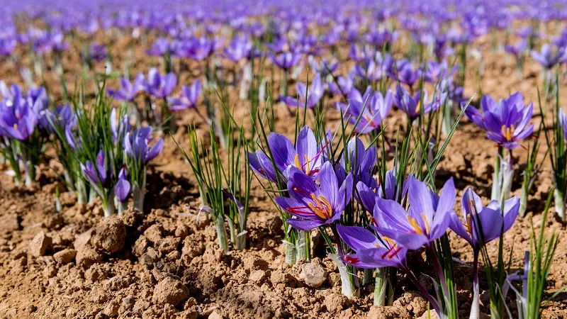 Việt Nam có trồng được cây nghệ tây không