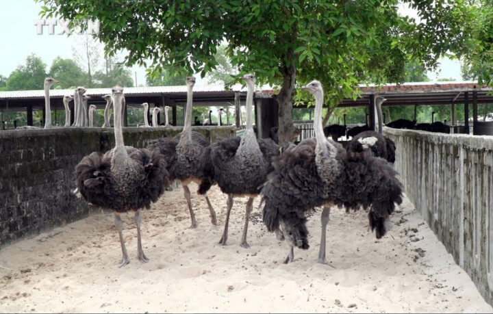 Đất Trắng Nên Trồng Cây Gì: Phân Tích Mô Hình Đầu Tư Đà Điểu