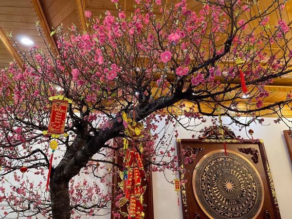 Cách Trồng Cây Cát Lồi Thành Công Và Chăm Sóc Đạt Chuẩn Bonsai