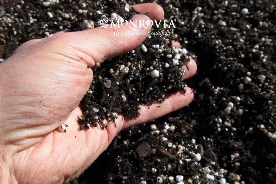 Vỏ trấu hun giúp giá thể có độ tơi xốp, thông thoáng và thoát nước tốt
