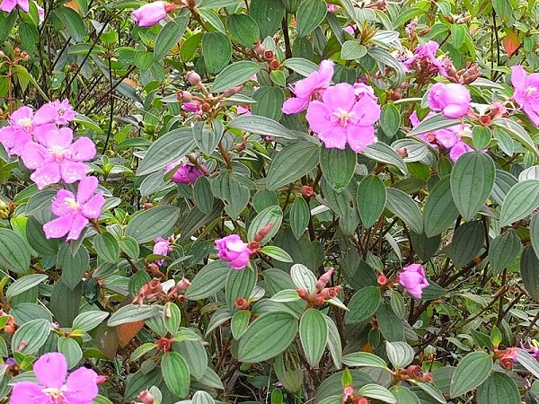 Với vẻ đẹp nhẹ nhàng, sim tím có thể trồng viền, sân vườn, cảnh quan đều rất đẹp.