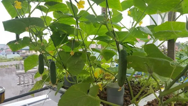 Vòng đời cây dưa leo với lá thật và tua cuốn đang phát triển mạnh mẽ