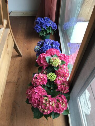 Cách Trồng Và Chăm Sóc Hoa Cẩm Tú Cầu Toàn Diện Cho Người Mới