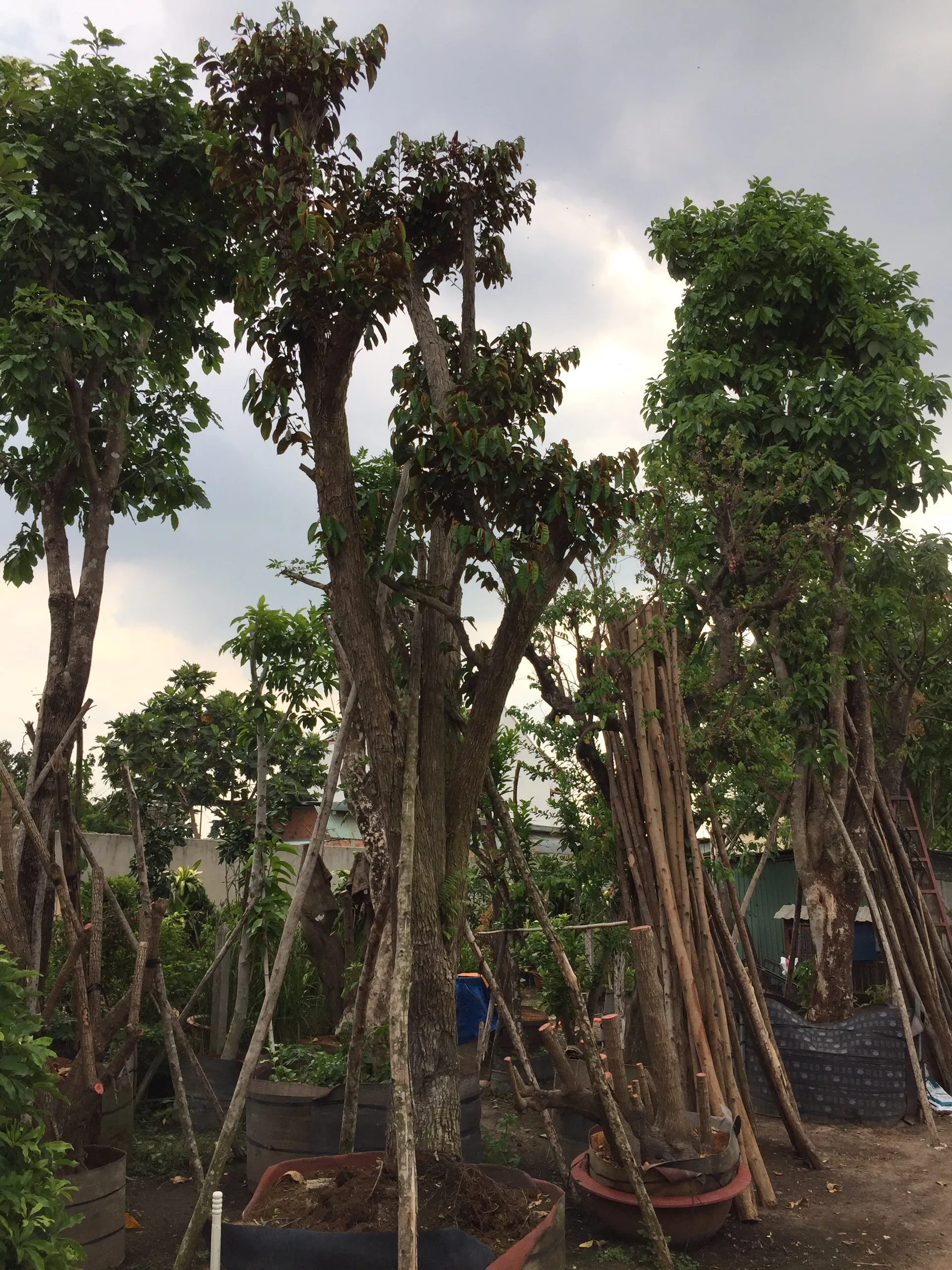 Vú sữa công trình là cây ăn quả gắn liền với nhiều sự tích, thể hiện sự che chở và no đủ