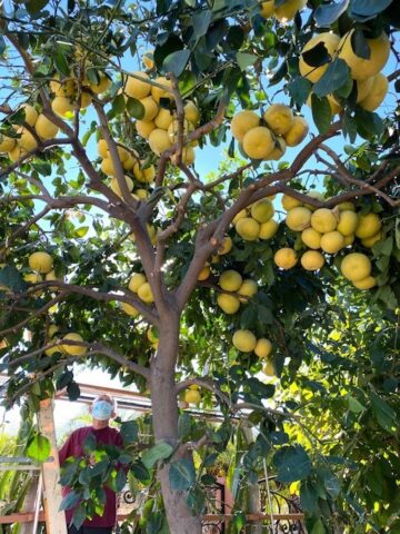 Nên Trồng Cây Ăn Quả Gì Trong Vườn Nhà Để Đón Tài Lộc