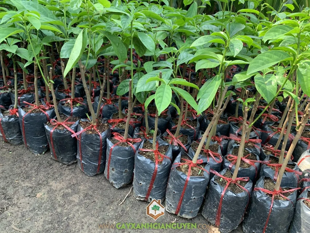 Vườn cây dâu da xanh đang phát triển dưới điều kiện ánh sáng đầy đủ, yếu tố then chốt trong cách chăm sóc cây dâu da xanh