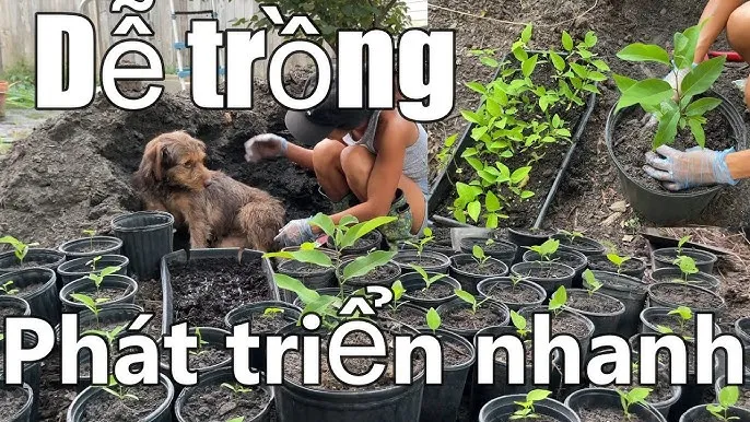 vườn cây na trưởng thành xanh tốt đang đậu quả sau khi áp dụng kỹ thuật trồng cây na từ hạt