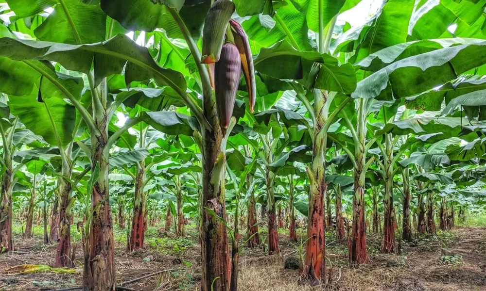 Vườn chuối xanh tốt, minh họa chu kỳ canh tác và nên trồng cây chuối bao lâu để đạt năng suất.