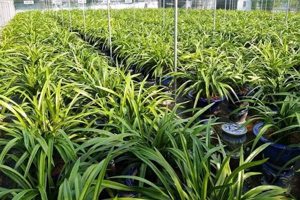 Vườn Địa Lan đang nở rộ