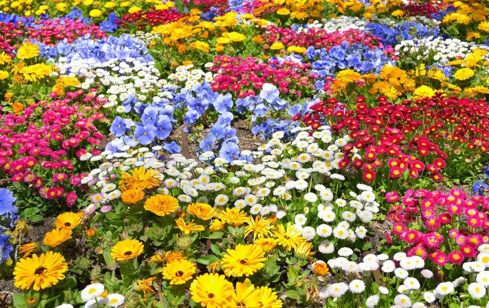 Vườn Hoa Cúc rực rỡ trong vườn nhà