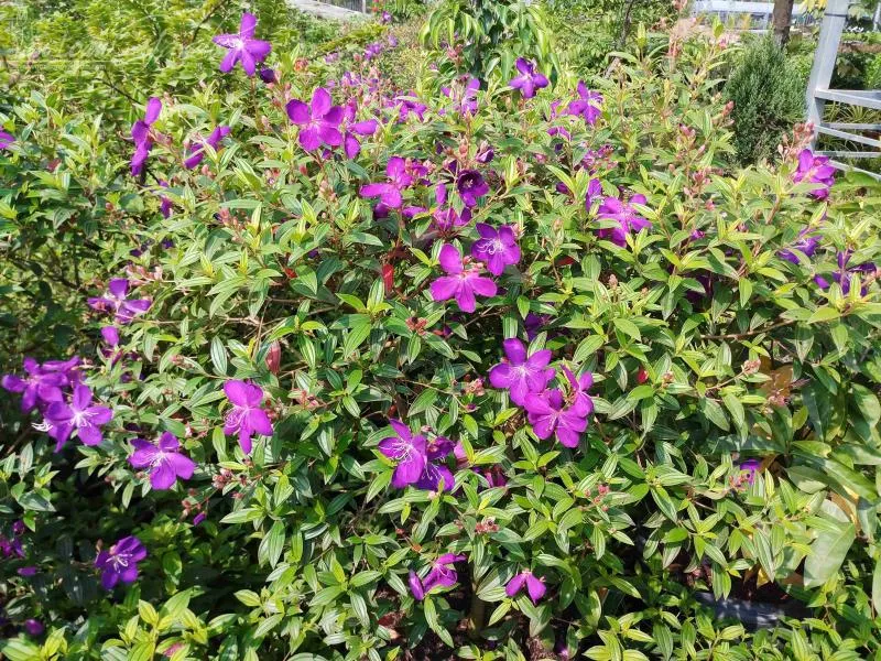 Vườn hoa sim tím đẹp lãng mạn trong ánh nắng chiều