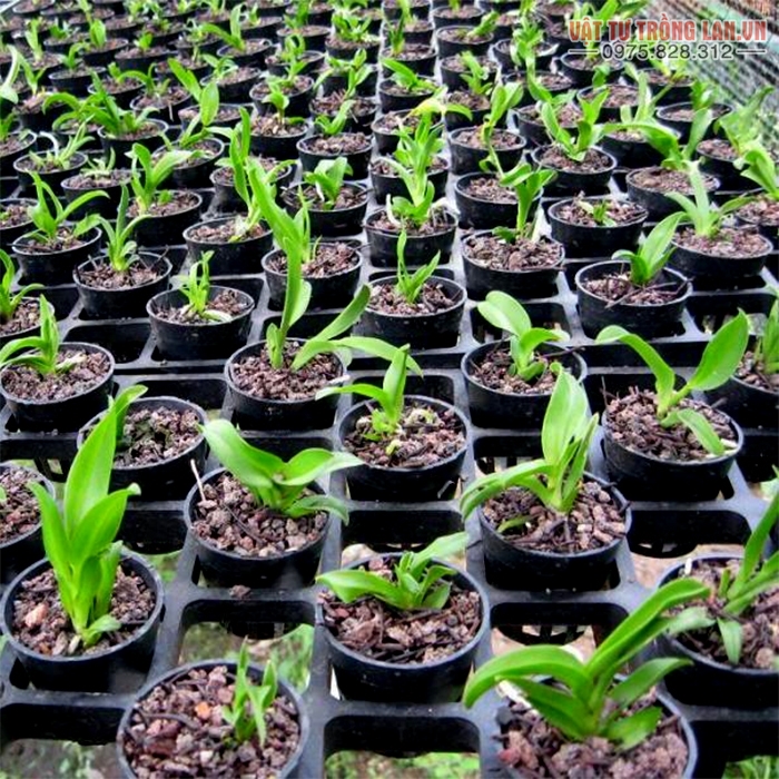 Cách Chăm Sóc Cây Lan Con Đúng Kỹ Thuật Để Đạt Tỉ Lệ Sống Cao Nhất
