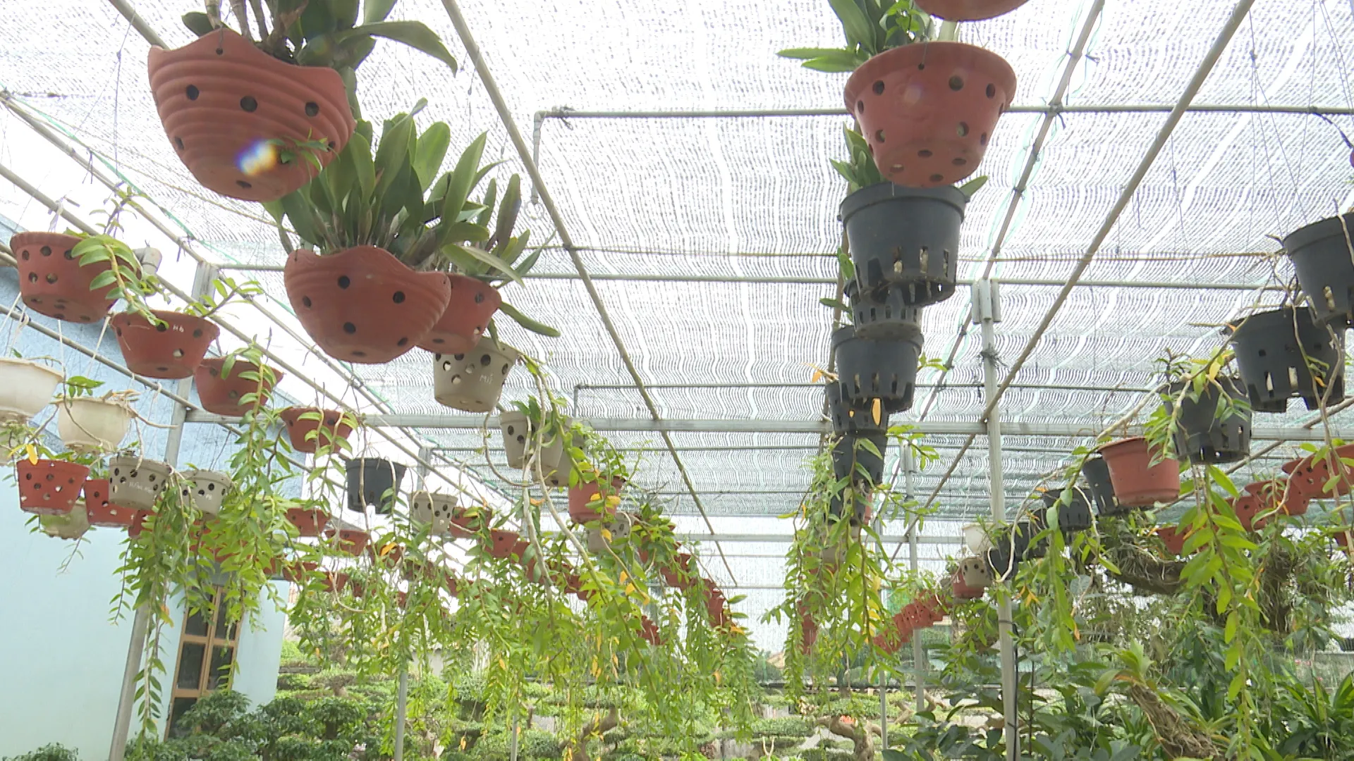 Vườn lan của ông Hoàng Văn Thiều với các chậu lan được chăm hoa lan đúng cách