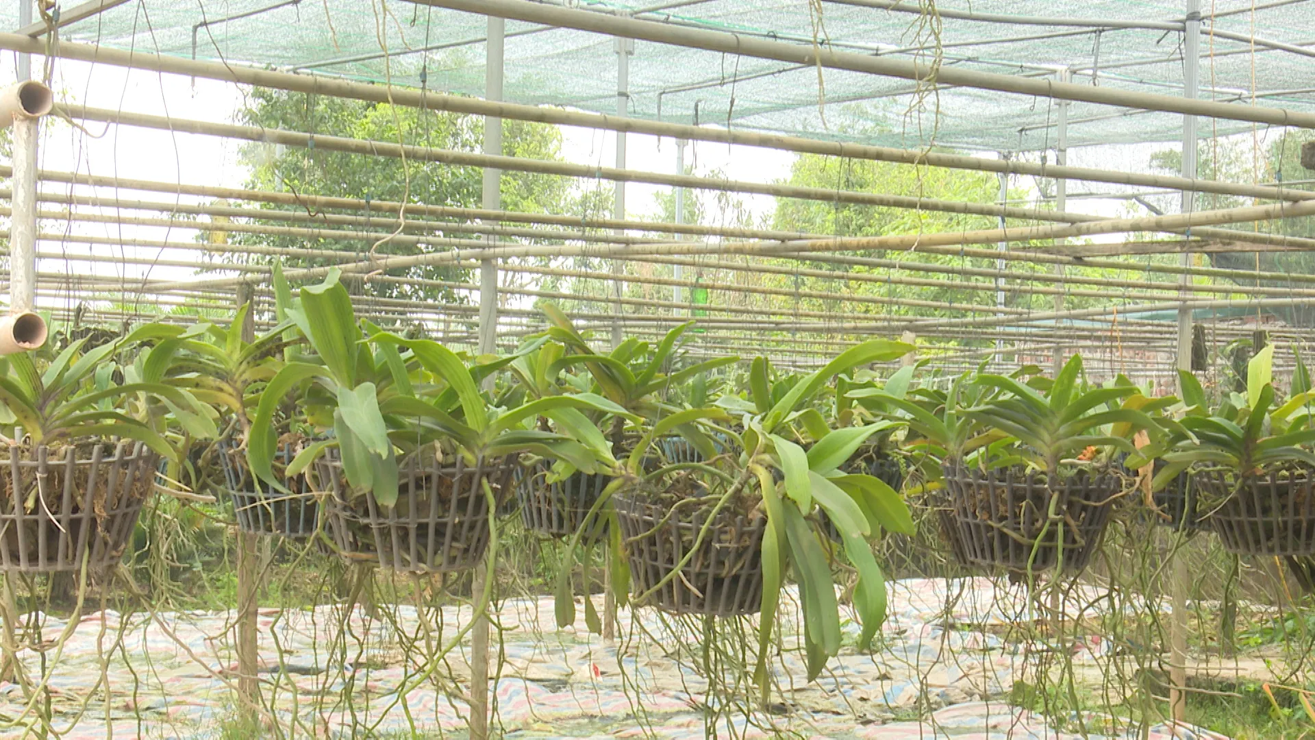 Vườn lan rộng lớn của ông Hoàng Văn Thiều, thể hiện sự chăm hoa lan đúng cách trên quy mô lớn