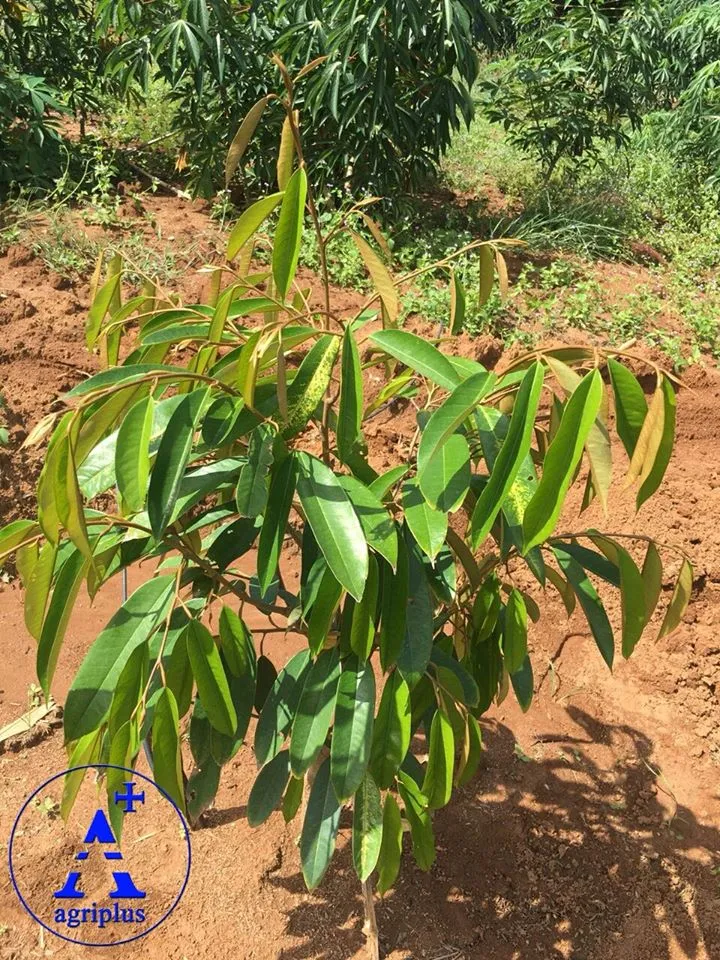 Vườn sầu riêng con được chăm sóc đúng kỹ thuật đang phát triển rất tốt