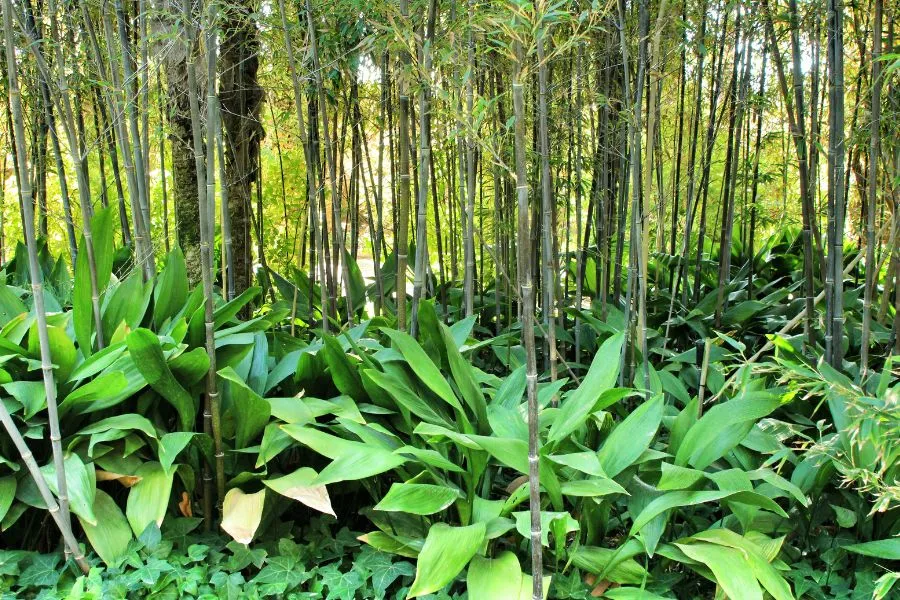 Vườn trúc mây trồng đan xen với cây phát tài.
