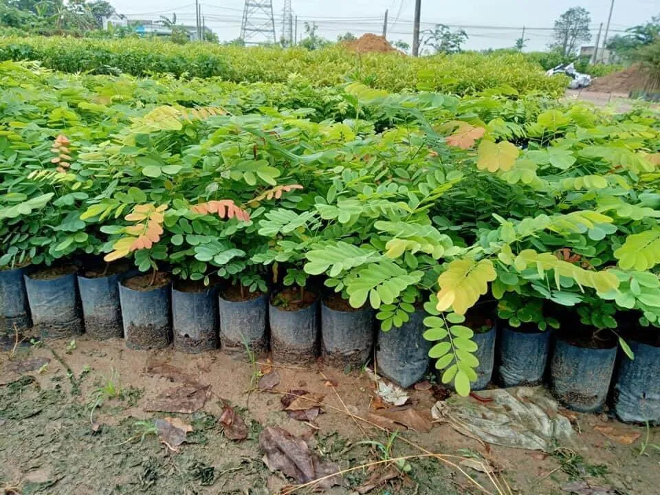 Vườn ươm cây giống chuẩn bị cho quá trình nhân giống và lai tạo