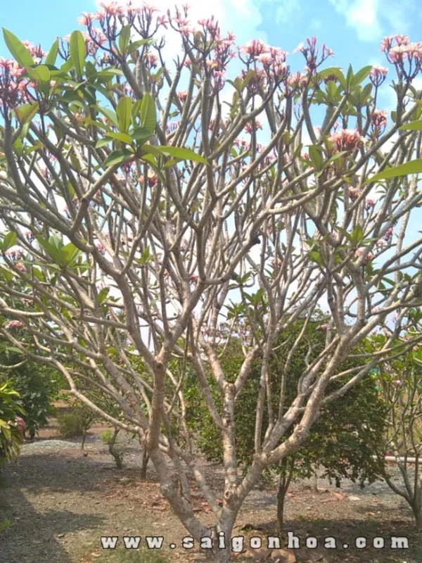 Vườn ươm cây sứ đại hoa hồng rực rỡ dưới ánh nắng mặt trời