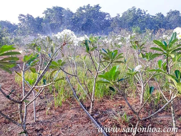 Vườn ươm cây sứ đại, nơi cung cấp giống cây chất lượng cao