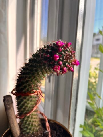 Cách Chăm Cây Xương Rồng Toàn Diện Từ A Đến Z Cho Người Mới