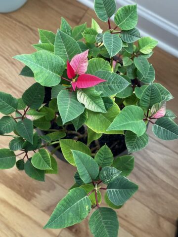 Có Nên Trồng Cây Trạng Nguyên Trong Nhà: Lợi Ích, Kỹ Thuật Và Cảnh Báo Độc Tính