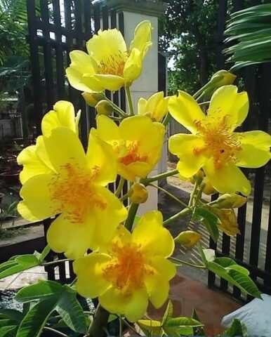 Cách Chăm Sóc Mai Hoa Đăng Ra Hoa Đúng Tết Và Phát Triển Khỏe Mạnh