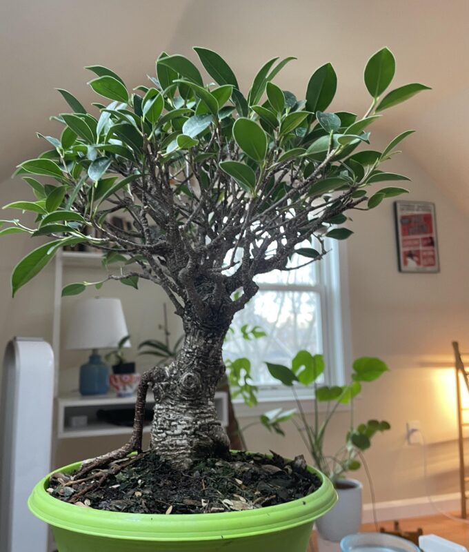 Cách Trồng Cây Bonsai Chi Tiết Từ A Đến Z Cho Người Mới