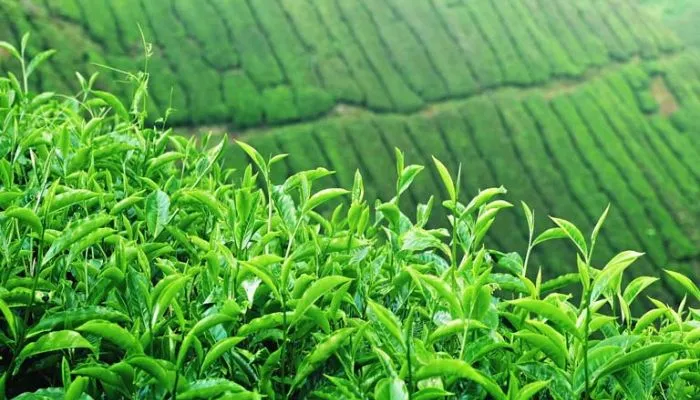 Xác định thời vụ trồng cây trà xanh theo điều kiện khí hậu