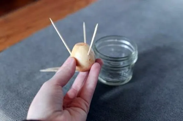 Xiên que tăm để giúp phần trên hạt bơ khô và mọc mầm nhanh