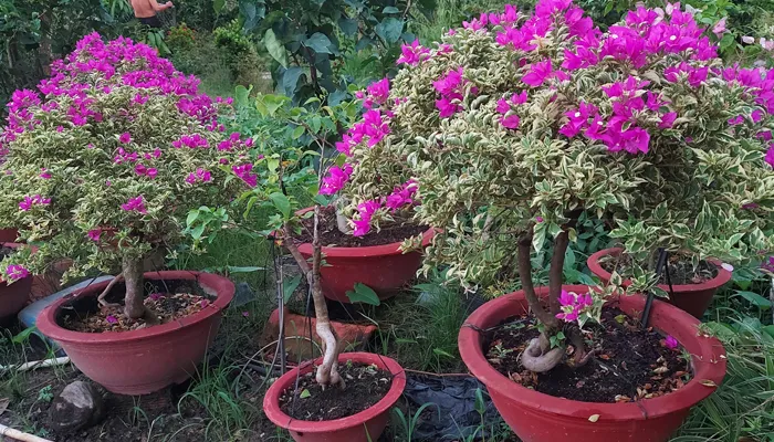 Xiết nước là kỹ thuật tạo stress để cây hoa giấy chuyển hóa sang giai đoạn ra nụ đồng loạt