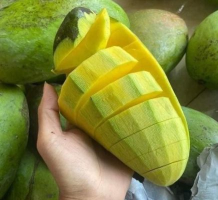 Cách Trồng Cây Xoài Đài Loan Đạt Năng Suất Cao Nhất