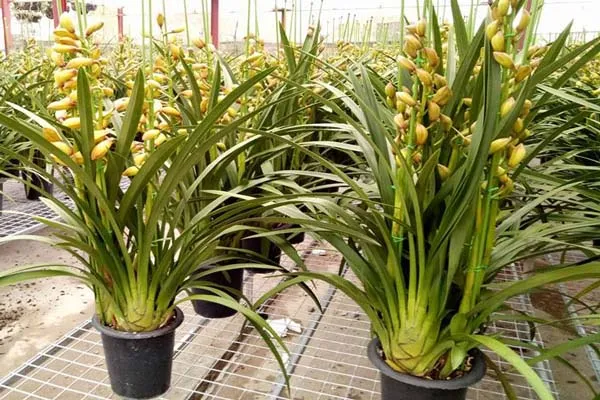 Xử lý giá thể trồng Địa Lan