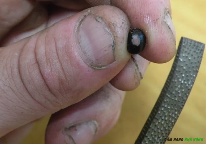 Xử lý hạt hoa mẫu đơn bằng cách rạch vỏ trước khi gieo để tăng tỷ lệ nảy mầm