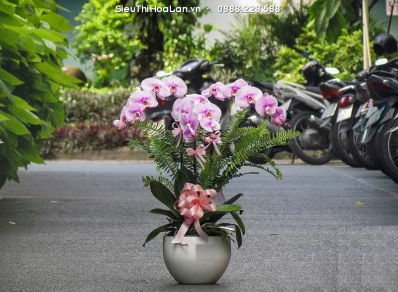 Xử lý hoa héo đúng cách trong quá trình chăm sóc hoa lan hồ điệp