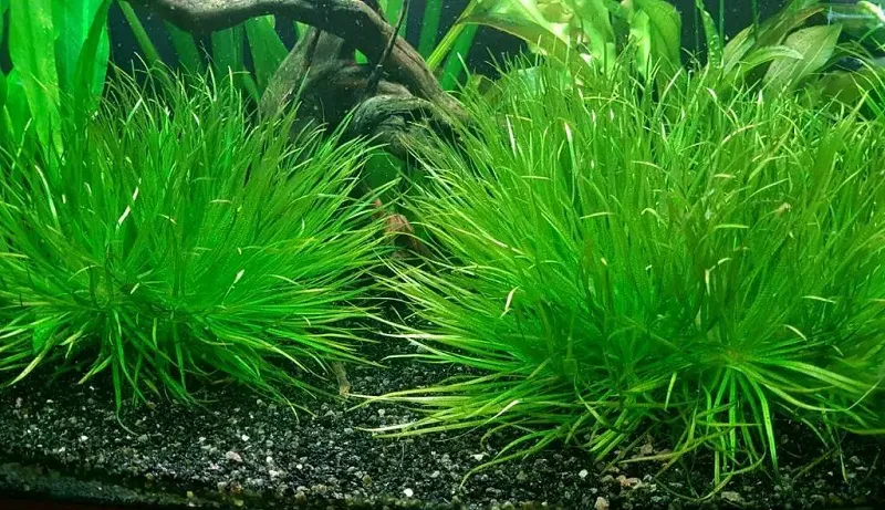 Xử lý vấn đề rêu tảo và vàng lá khi trồng cây thủy sinh