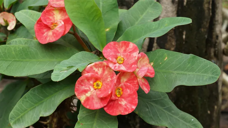 Xương rồng bát tiên có khả năng chịu nóng tốt và cần nhiều ánh sáng.