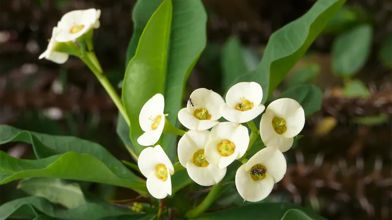 Xương rồng bát tiên được dùng như vật trang trí và có nhiều công dụng trong lĩnh vực đông y.