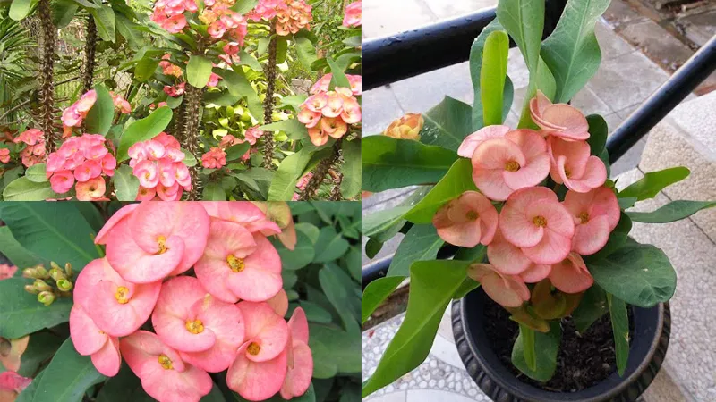 Xương rồng bát tiên với hoa rực rỡ có thể mang đến may mắn cho gia chủ.