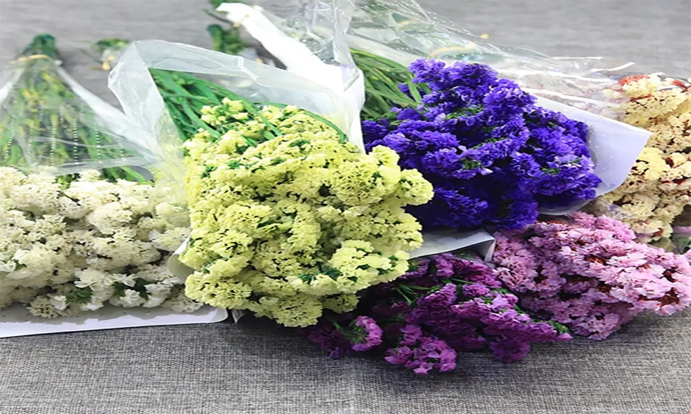 Ý nghĩa các màu sắc hoa salem trong phong thủy