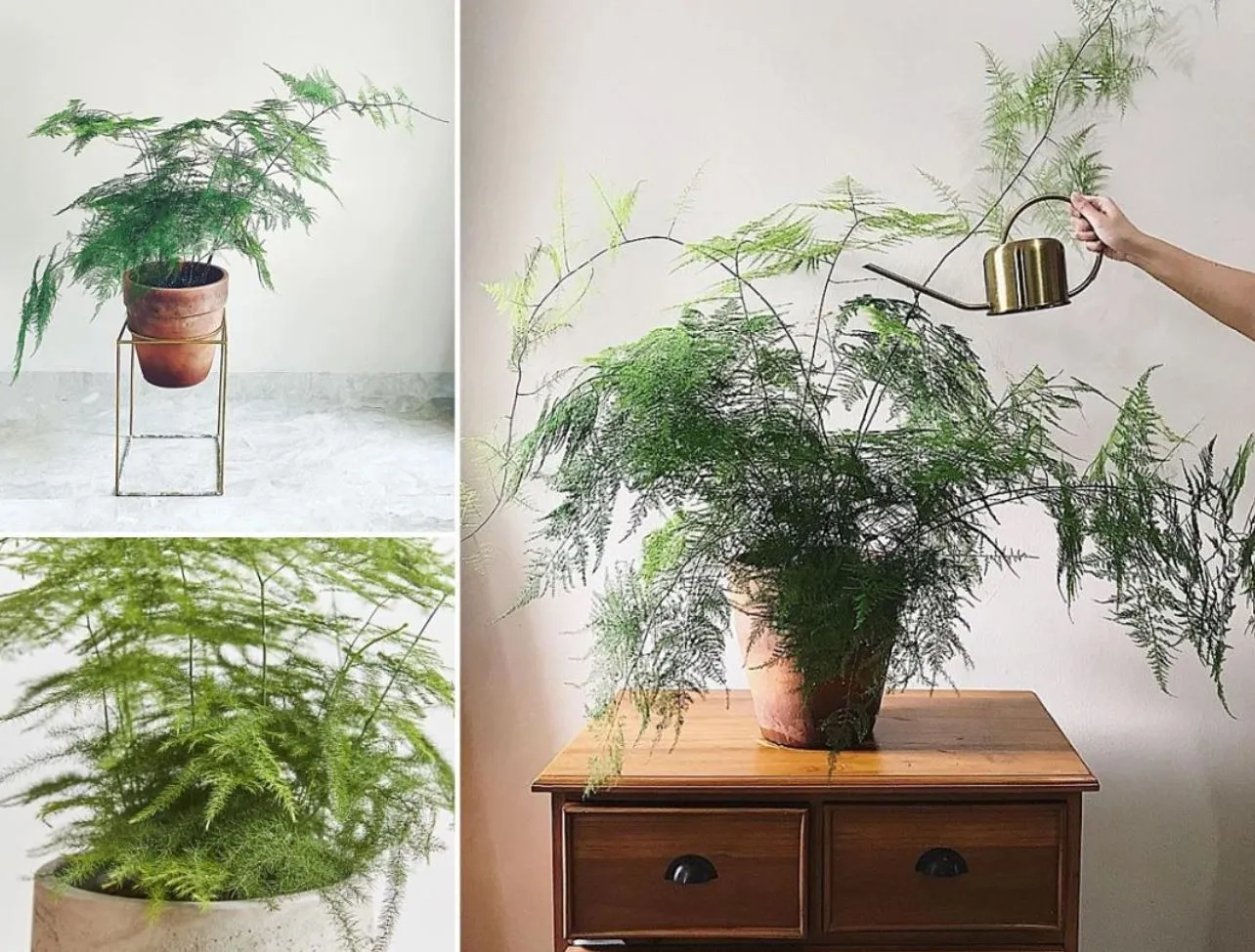 Ý nghĩa cây Kim Thủy Tùng