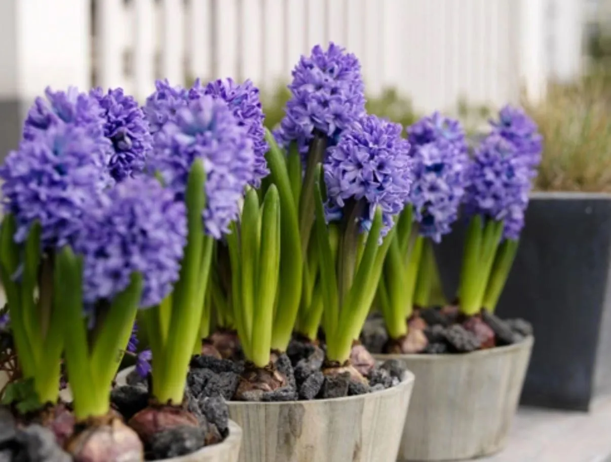 Ý nghĩa của cây Tiên Ông